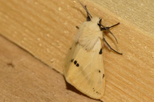 Spilosoma lutea